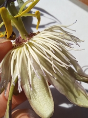 Passiflora caerulea