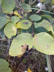 Symphoricarpos albus