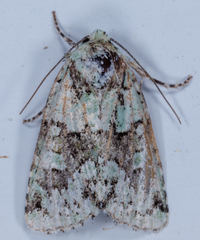 Lacinipolia implicata