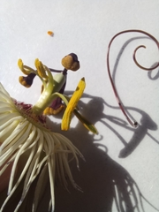 Passiflora caerulea