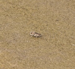 Cicindela hirticollis