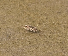 Cicindela hirticollis