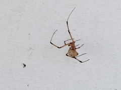 Latrodectus geometricus