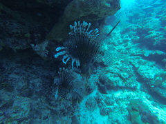 Pterois volitans