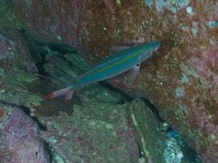 Pterocaesio digramma