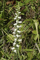 Spiranthes