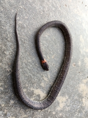 Pareas margaritophorus