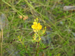 Rhexia lutea