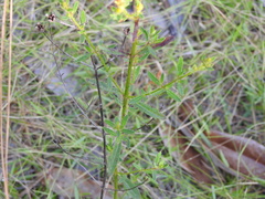 Rhexia lutea