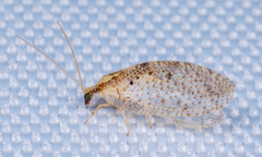 Hemerobius humulinus