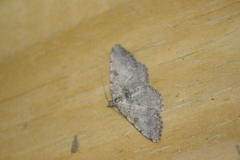 Digrammia gnophosaria