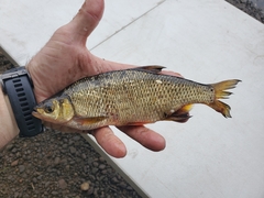 Notemigonus crysoleucas