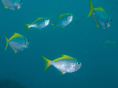 Schuettea scalaripinnis