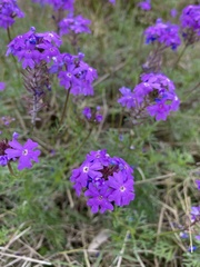 Glandularia aristigera