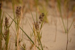 Cenchrus tribuloides