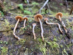 Cortinarius acutus