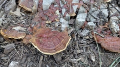 Ganoderma sessile