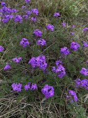 Glandularia aristigera