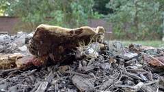 Ganoderma sessile