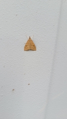 Udea profundalis