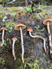 Cortinarius acutus