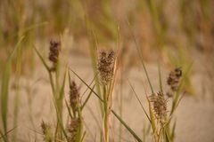 Cenchrus tribuloides