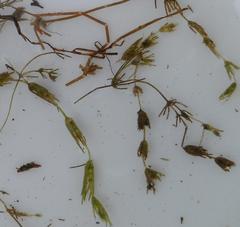 Chara globularis