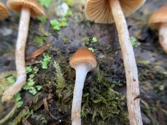 Cortinarius acutus