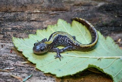 Ambystoma macrodactylum
