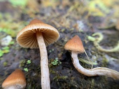 Cortinarius acutus