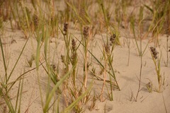 Cenchrus tribuloides