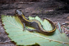 Ambystoma macrodactylum