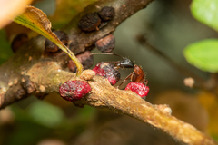 Disholcaspis mellifica