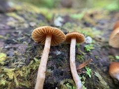 Cortinarius acutus
