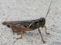 Melanoplus femurrubrum