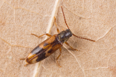 Hypulus quercinus