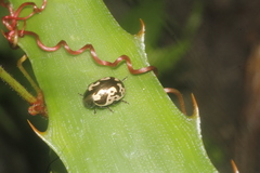 Calligrapha ancoralis
