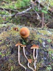 Cortinarius acutus