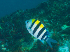 Abudefduf vaigiensis