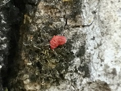 Neosteingelia texana