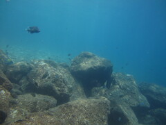 Microspathodon dorsalis