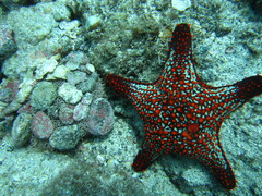 Pentaceraster cumingi