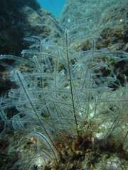Macrorhynchia philippina