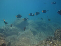 Holacanthus passer