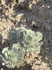 Arctomecon californica