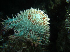 Acanthaster planci