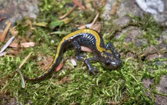 Ambystoma macrodactylum