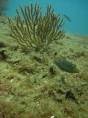 Canthigaster punctatissima
