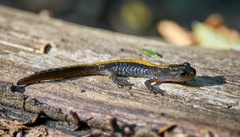 Ambystoma macrodactylum