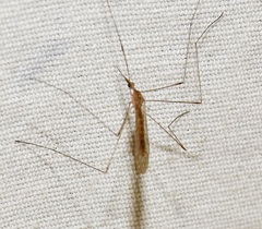 Geranomyia communis